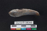 獸骨藏品圖，第1張