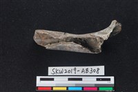 獸骨藏品圖，第2張