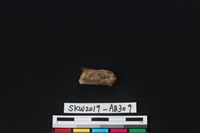 獸骨藏品圖，第1張