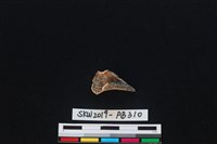 獸骨藏品圖，第2張