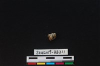 獸骨藏品圖，第2張