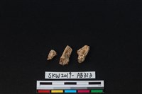 獸骨藏品圖，第1張