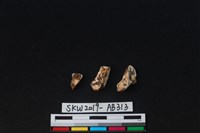 獸骨藏品圖，第2張