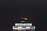 獸骨藏品圖，第1張