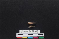 獸骨藏品圖，第2張