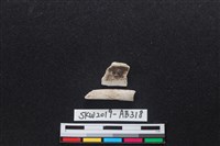 獸骨藏品圖，第1張