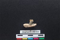 獸骨藏品圖，第2張
