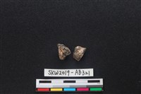 獸骨藏品圖，第2張