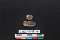 獸骨藏品圖，第2張