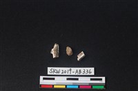 獸骨藏品圖，第1張