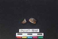 獸骨藏品圖，第2張