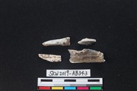 獸骨藏品圖，第2張