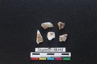 獸骨藏品圖，第2張