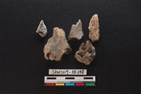 獸骨藏品圖，第2張