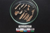 獸骨藏品圖，第3張