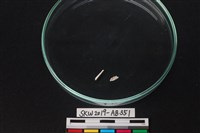 獸骨藏品圖，第1張