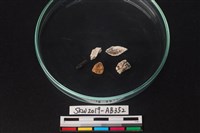 獸骨藏品圖，第1張