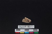 獸骨藏品圖，第2張