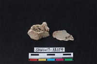 獸骨藏品圖，第1張