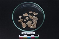 獸骨藏品圖，第3張