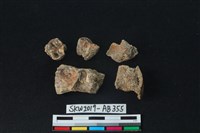 獸骨藏品圖，第2張