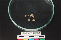 獸骨藏品圖，第1張