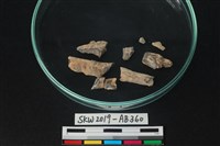 獸骨藏品圖，第3張