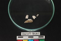 獸骨藏品圖，第1張