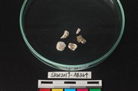 獸骨藏品圖，第1張