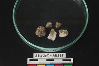 獸骨藏品圖，第2張