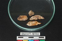 獸骨藏品圖，第2張