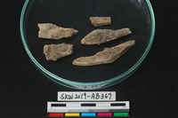 獸骨藏品圖，第1張