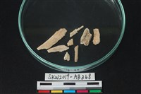 獸骨藏品圖，第1張