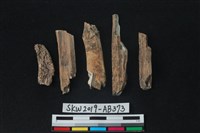 獸骨藏品圖，第2張