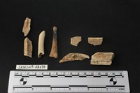 獸骨藏品圖，第2張