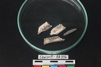 獸骨藏品圖，第1張