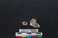 獸骨藏品圖，第2張