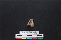 獸骨藏品圖，第2張