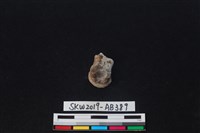 獸骨藏品圖，第2張