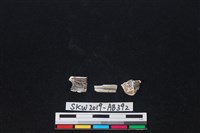 獸骨藏品圖，第1張