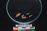 獸骨藏品圖，第3張