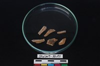 獸骨藏品圖，第2張