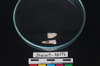 獸骨藏品圖，第2張