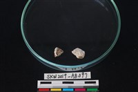 獸骨藏品圖，第1張