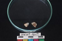 獸骨藏品圖，第2張