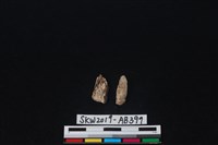 獸骨藏品圖，第2張