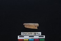 獸骨藏品圖，第1張