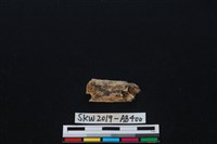 獸骨藏品圖，第2張