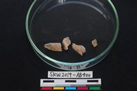 獸骨藏品圖，第3張