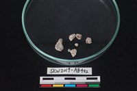 獸骨藏品圖，第3張